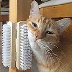 an orange and white cat sitting next to a radiator