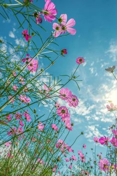 pink flowers are in the foreground, and a blue sky is in the background