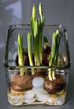 some plants are growing out of the water in a glass container with rocks and pebbles