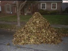 a large pile of leaves sitting on the side of a road next to a tree