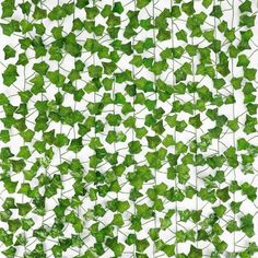 green ivy leaves on a white background