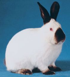 a white rabbit with black ears sitting on a blue background