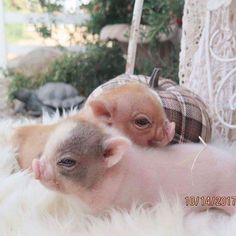 two small kittens are laying on top of each other in the white fluffy carpet