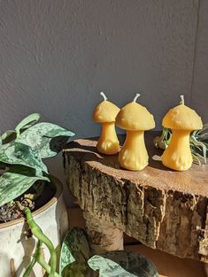 three small yellow mushrooms sitting on top of a tree stump next to a potted plant