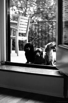 three dogs are sitting in the window sill looking out at the yard and trees