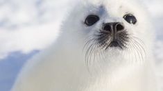 a close up of a white seal with black eyes