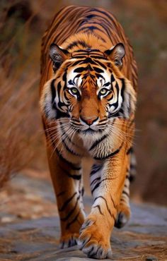 a large tiger walking across a dirt road