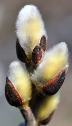 some very pretty little yellow flowers on a tree