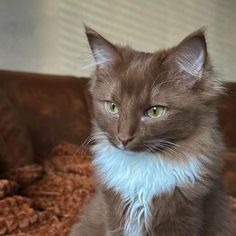 a brown cat sitting on top of a bed