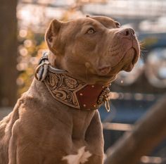 a brown dog with a leather collar and studs on it's neck looking up at the sky