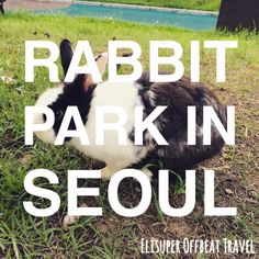 a rabbit is sitting in the grass with text reading rabbit park in seoul