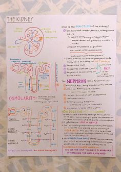 the kidney diagram is shown in this handout for students to learn how to use it