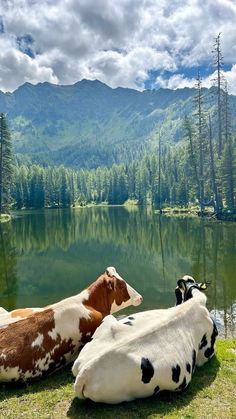 two cows laying on the grass next to a lake