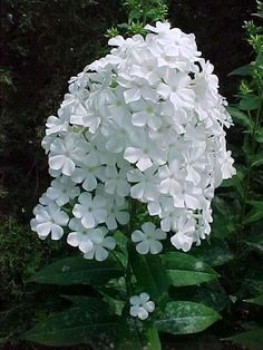 a large white flower sitting on top of a lush green plant covered in lots of leaves