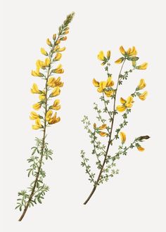 two yellow flowers with green stems on a white background