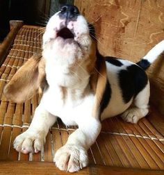 a small dog sitting on top of a wooden floor with its mouth open and tongue hanging out