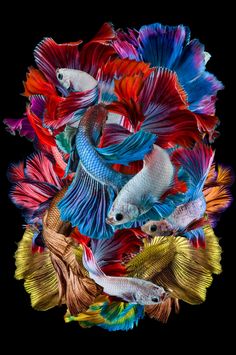 an image of colorful fish in the water