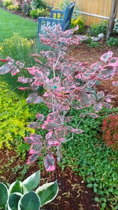 a purple plant with pink flowers in the middle of a garden next to a bench