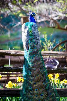 a peacock standing on top of a wooden fence next to yellow daffodils