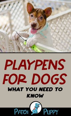 a dog sitting in a chair with the words playpens for dogs what you need to know