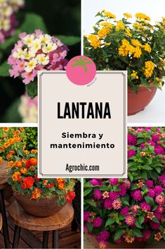 several pictures of flowers and plants with the words lantana in spanish above them