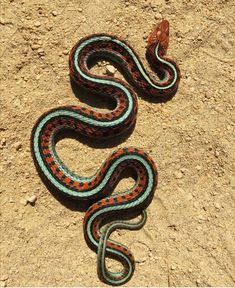 a colorful snake is laying on the ground