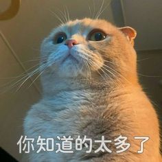 a cat looking up at the sky with chinese writing on it's chest and head