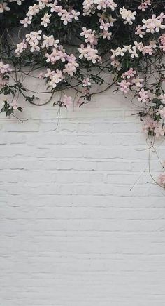 pink flowers growing on the side of a white brick wall