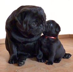 two black pug puppies sitting next to each other