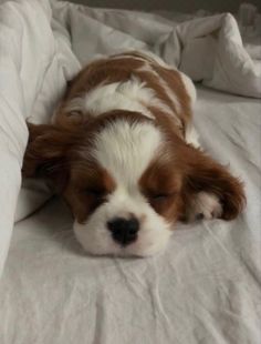 a brown and white dog laying on top of a bed