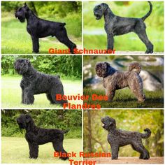 four different types of dogs standing in the grass with trees in the background and words describing their names