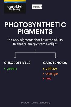 an info poster with the words photosyntheic pigments