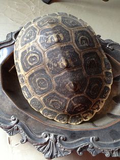 a large turtle sitting on top of a wooden bowl