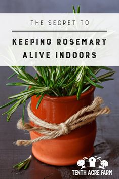 a potted plant with the words, the secret to keeping rosemary alive indoorss