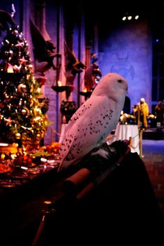 a white bird sitting on top of a table next to a christmas tree in a building