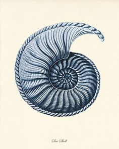 an image of a blue and white drawing of a snail's shell on a beige background