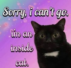 a black cat sitting in front of a purple background with hearts and the words sorry i can't go, im an inside cat