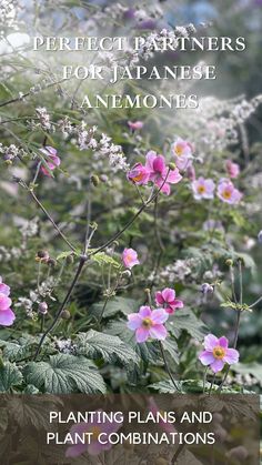 pink flowers with green leaves in the foreground and text overlay that reads perfect partners for japanese anemones planting plans and plant combinations