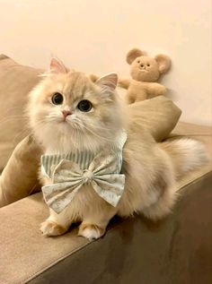 a cat wearing a bow tie sitting on a couch