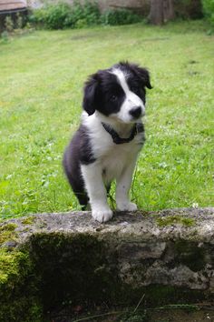 a black and white puppy standing on top of a rock