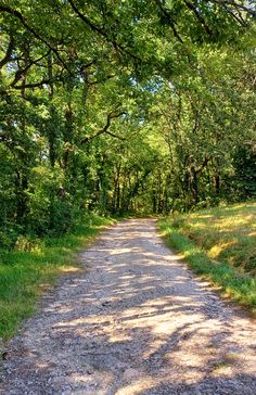 a dirt road surrounded by green trees and grass on both sides is shaded by the sun's rays