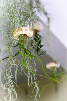 some very pretty looking plants with long stems in the air and one plant is hanging from it's side