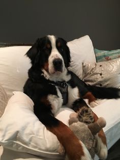 a dog laying on top of a white couch with a stuffed animal next to it