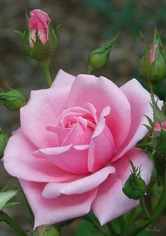 a pink rose is blooming in the garden