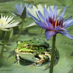 a frog sitting on top of a lily pad next to water lilies and a purple flower