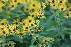 many yellow flowers with green leaves in the background