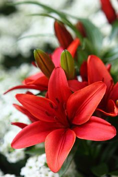 red flowers are in the middle of white flakes and green leaves on the ground