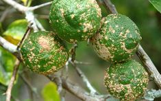 four green fruit hanging from a tree with brown spots on it's leaves and branches