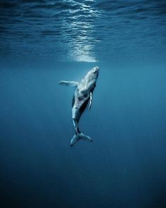 a humpback whale swims in the ocean with its head above the water's surface