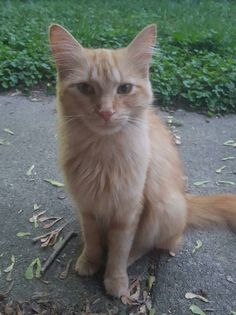 an orange cat sitting on the ground in front of some grass and bushes, looking at the camera